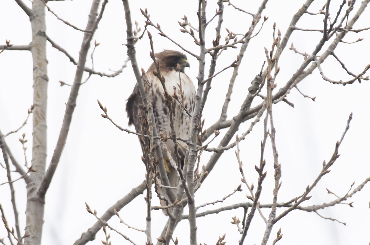 Red-tailed Hawk - ML295458251