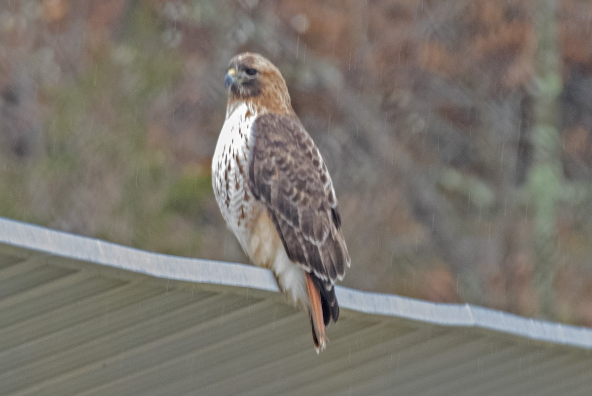 Red-tailed Hawk - ML295458261