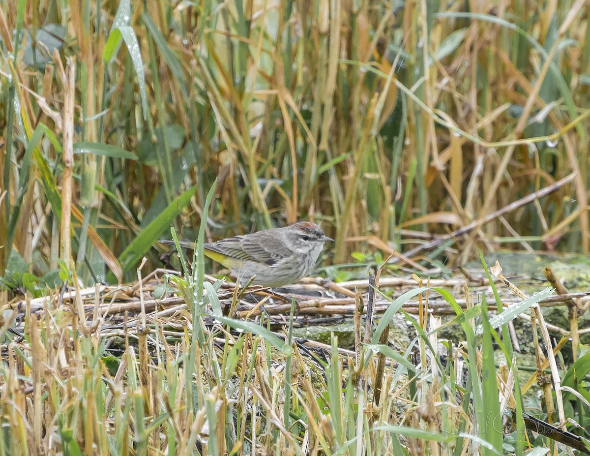 Palm Warbler - Daniel  Garza Tobón