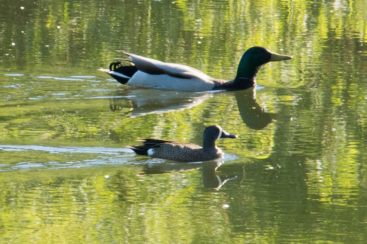 Blue-winged Teal - ML29545931