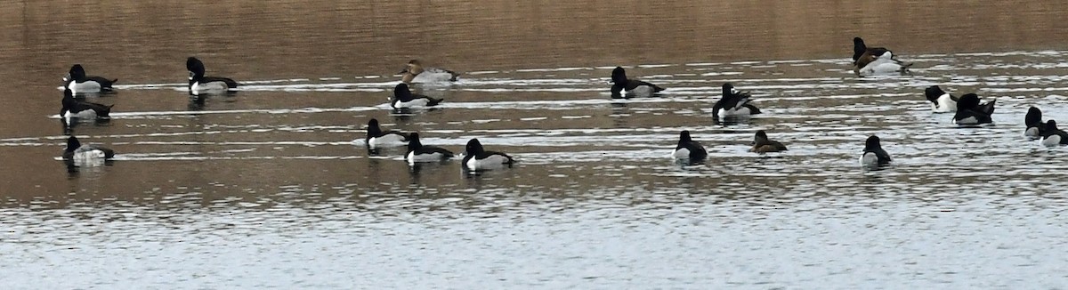 Ring-necked Duck - Richard Taylor