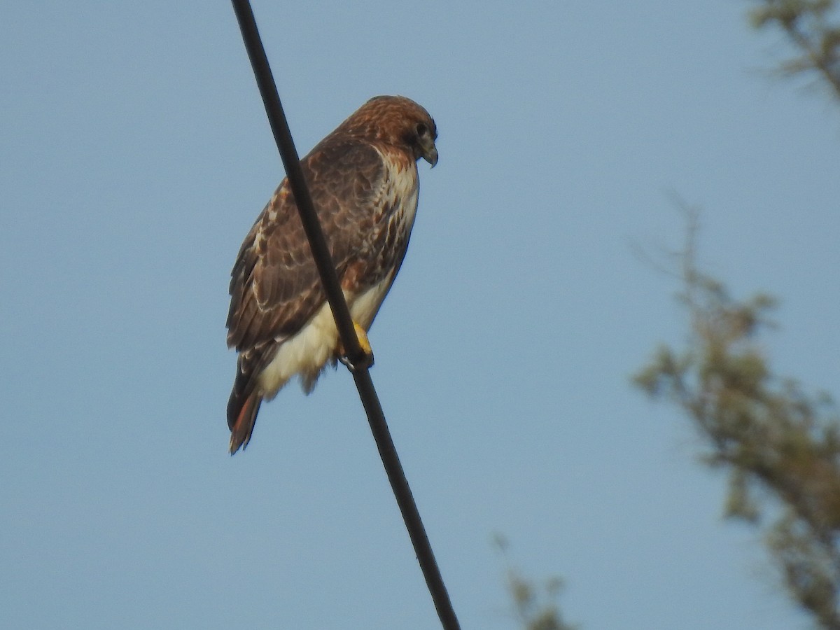 Red-tailed Hawk - Mary McKitrick
