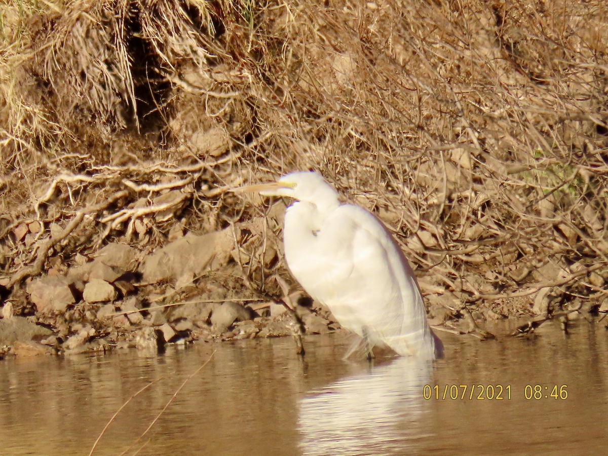 Great Egret - Hinde Silver