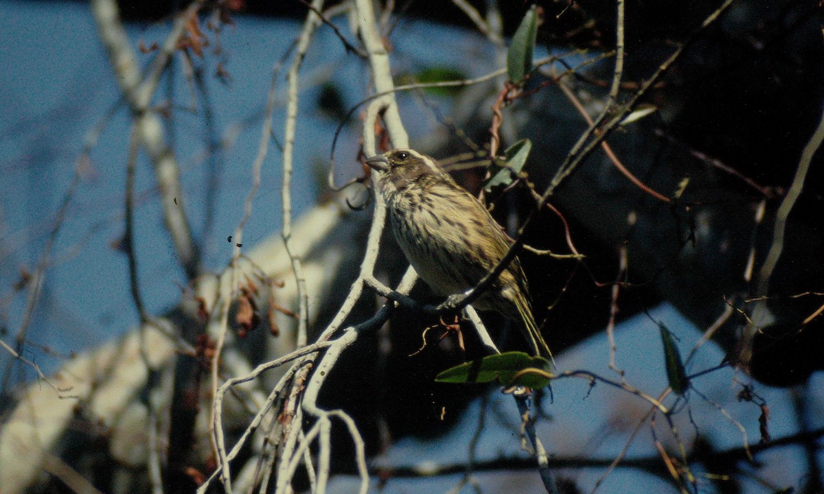 Serin strié - ML295461901