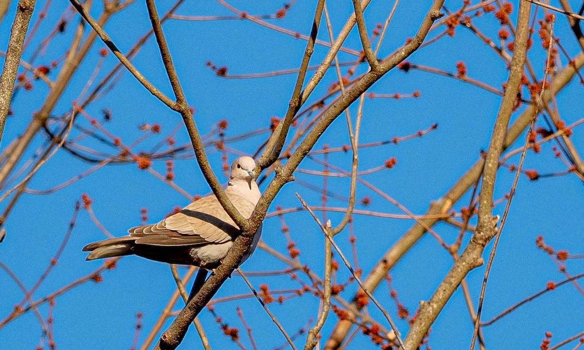 Eurasian Collared-Dove - ML295462001