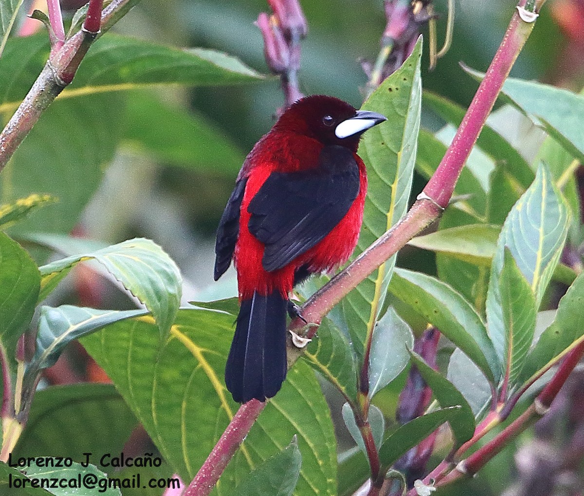 Crimson-backed Tanager - ML295462051