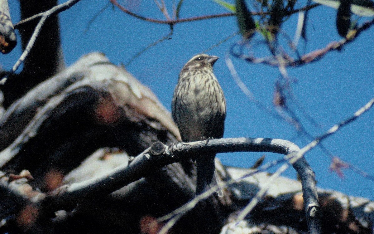 Serin strié - ML295462091