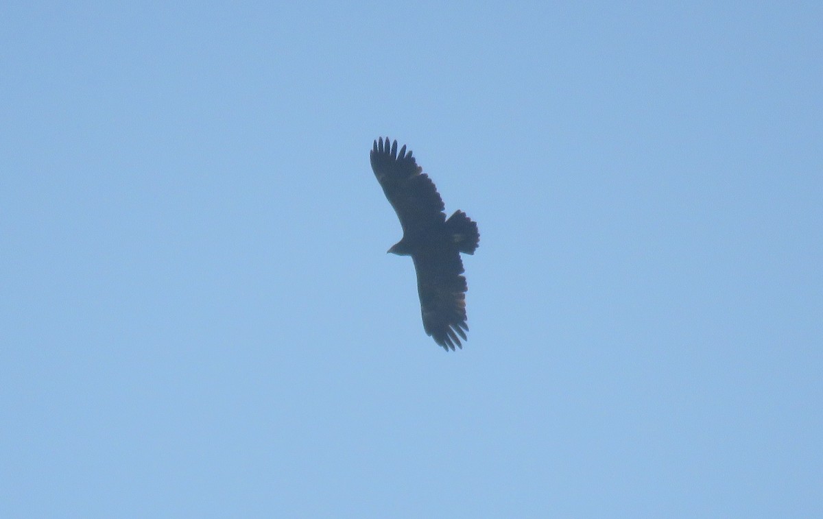 Greater Spotted Eagle - Houman Doroudi