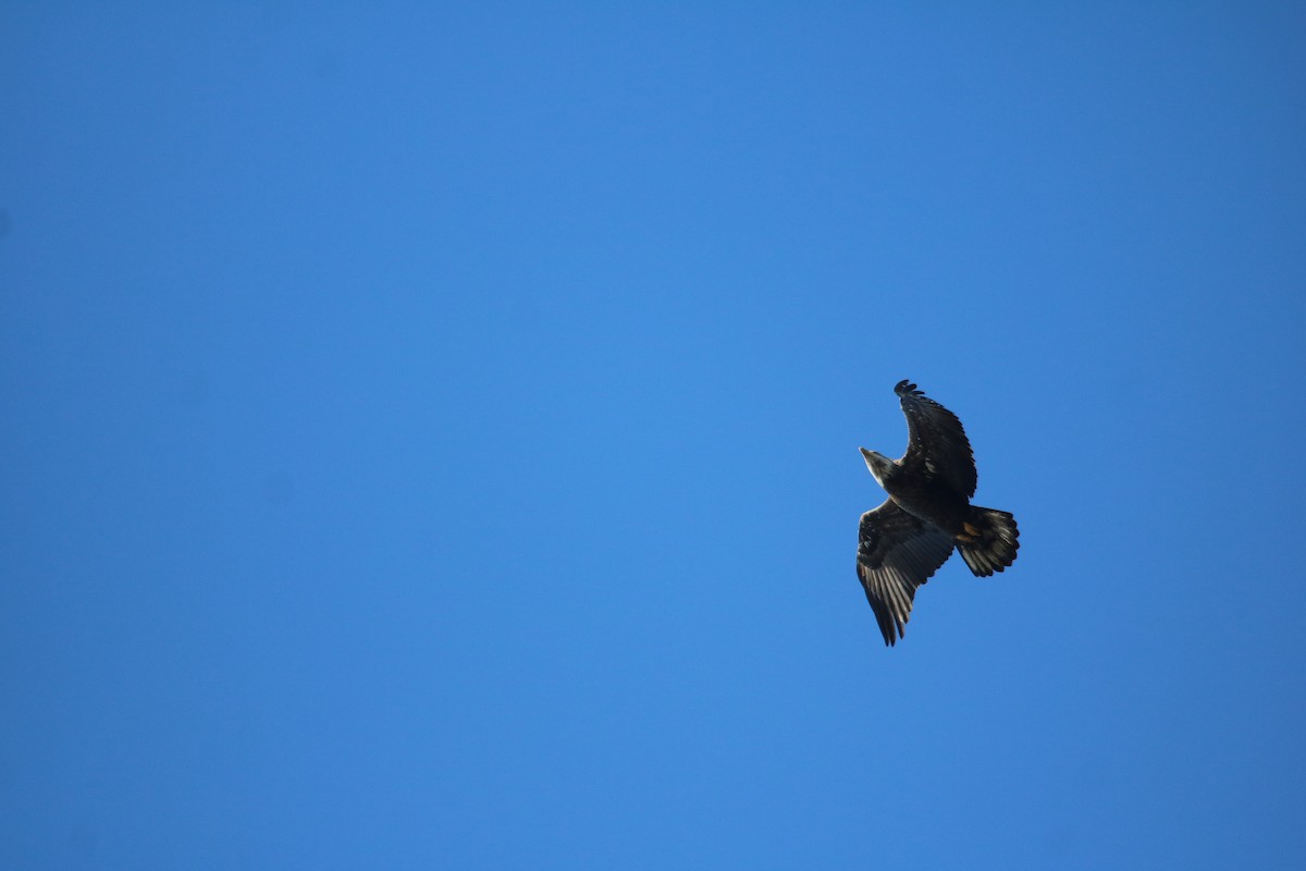Bald Eagle - ML295465611
