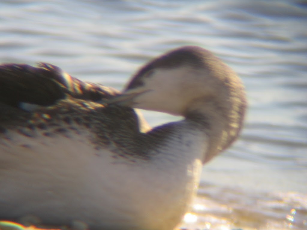 Red-throated Loon - ML295466341