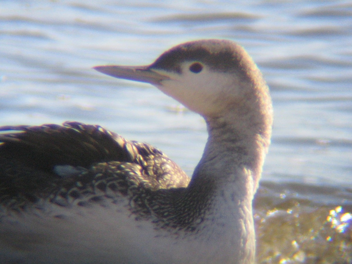 Red-throated Loon - ML295466361