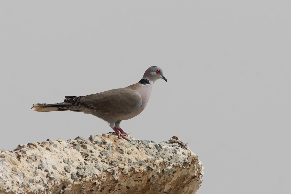 Mourning Collared-Dove - ML295469311