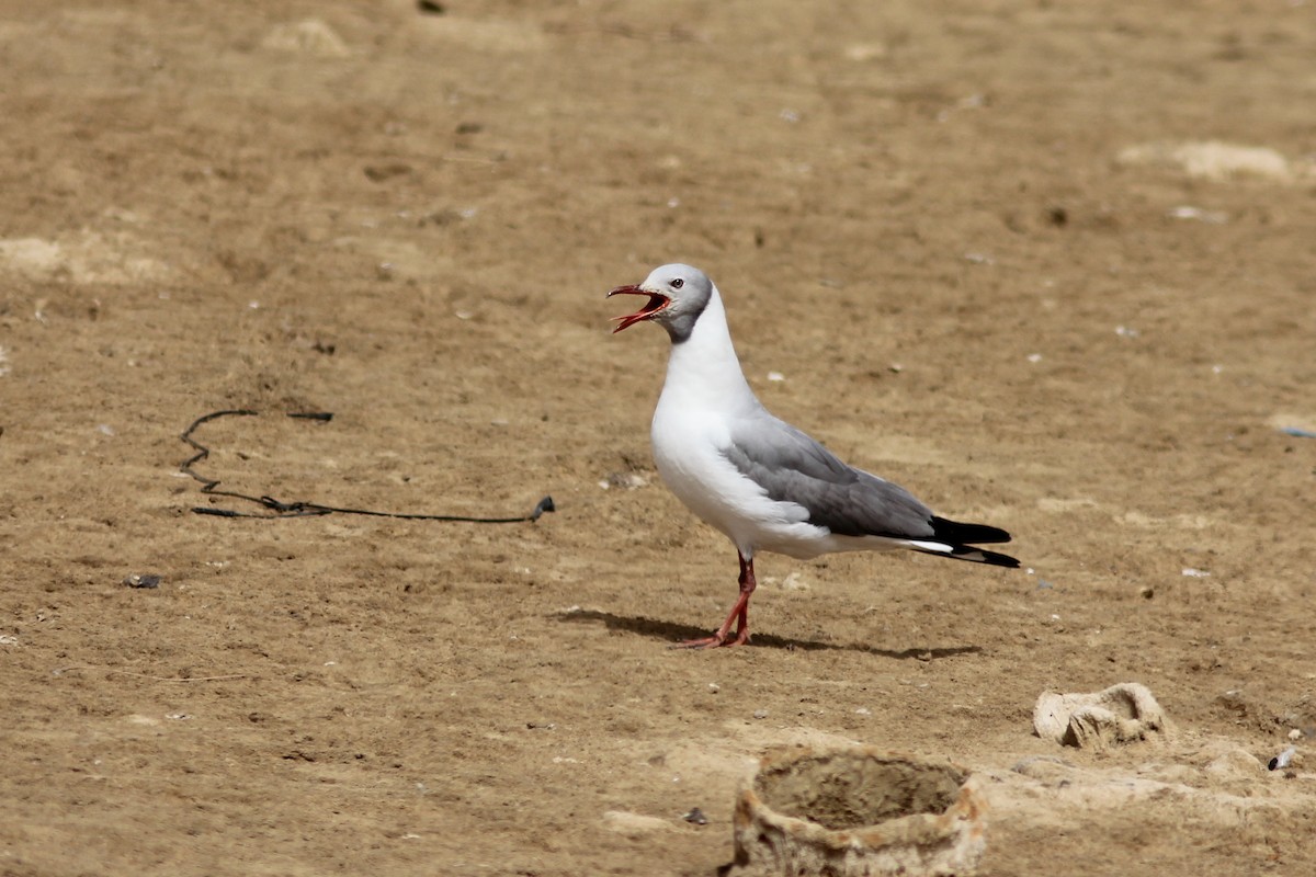 Gray-hooded Gull - ML295469401