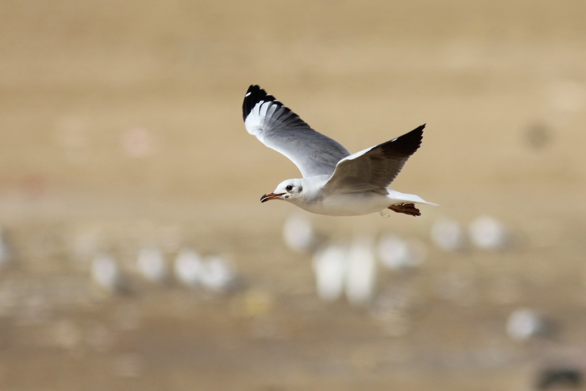 Хүрэн толгойт цахлай - ML295469471