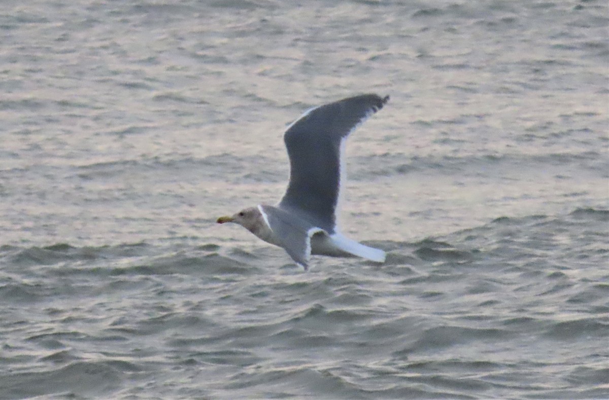 Glaucous-winged Gull - ML295469851