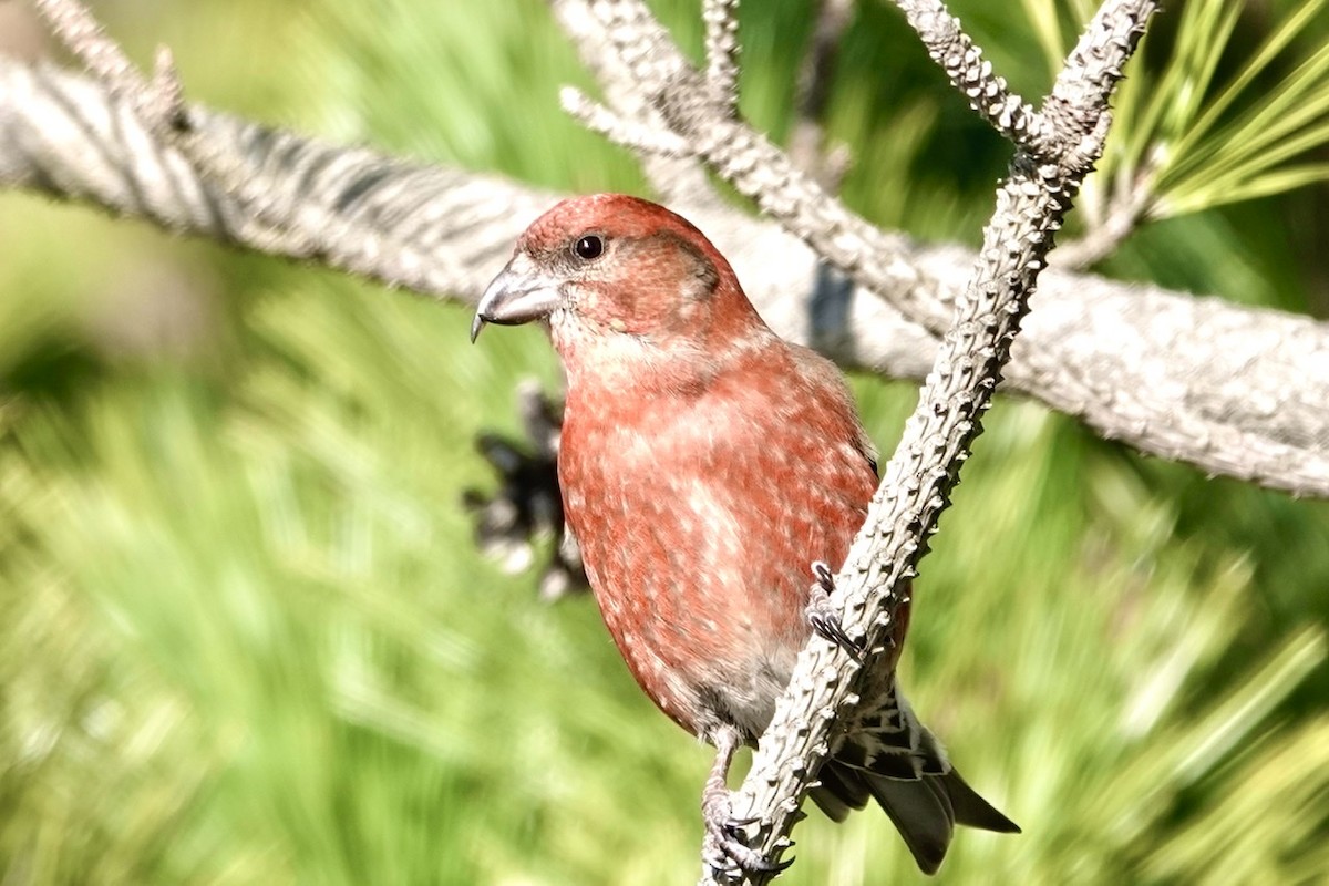 Red Crossbill - ML295473631