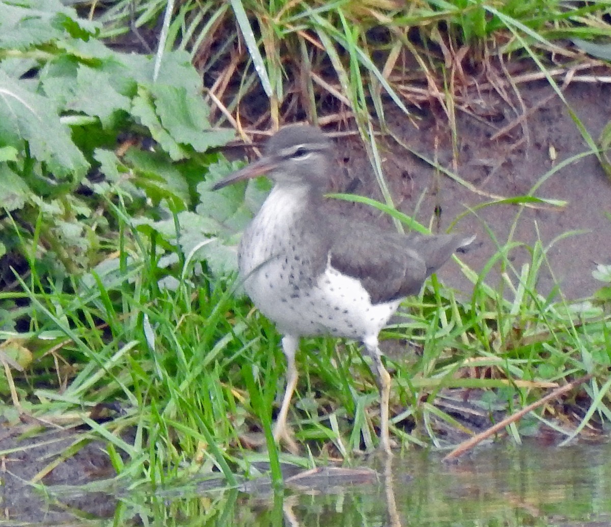 Spotted Sandpiper - ML295474271