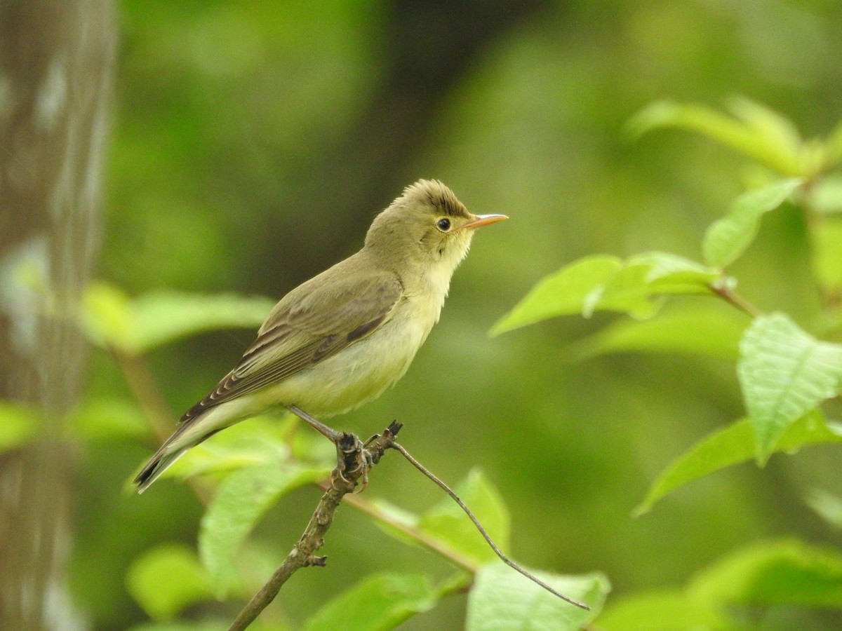 Icterine Warbler - Glenn Cornland