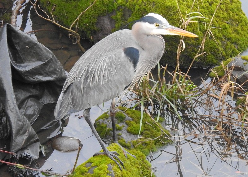 Great Blue Heron (Great Blue) - ML295474741