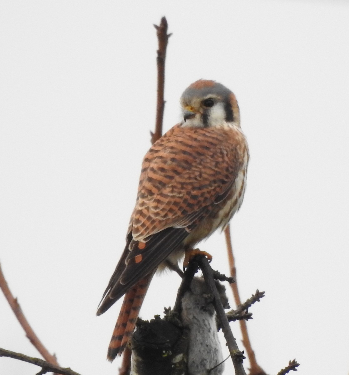 American Kestrel - ML295475191