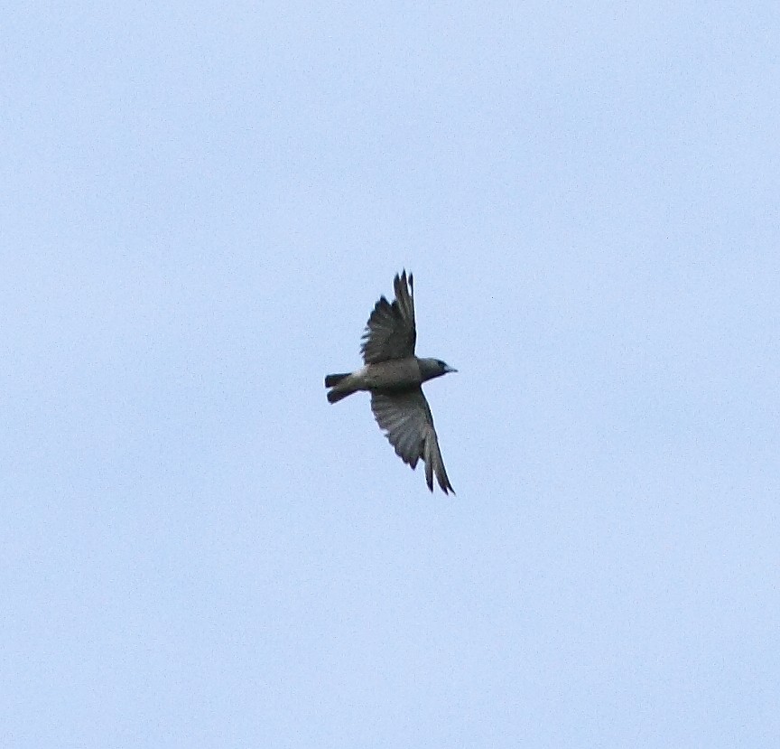 Ashy Woodswallow - ML29547541