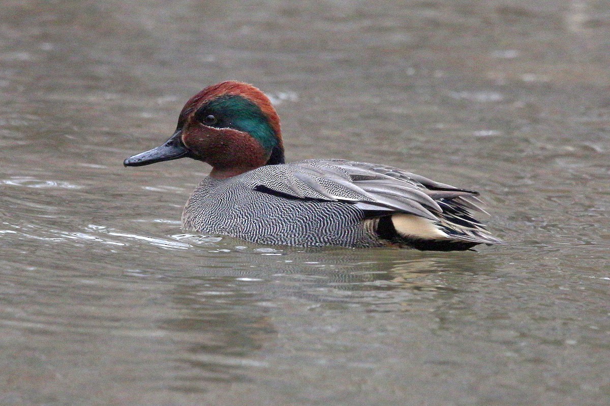 Green-winged Teal (Eurasian) - ML295476511