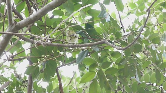 Hangnest Tody-Tyrant - ML295477131