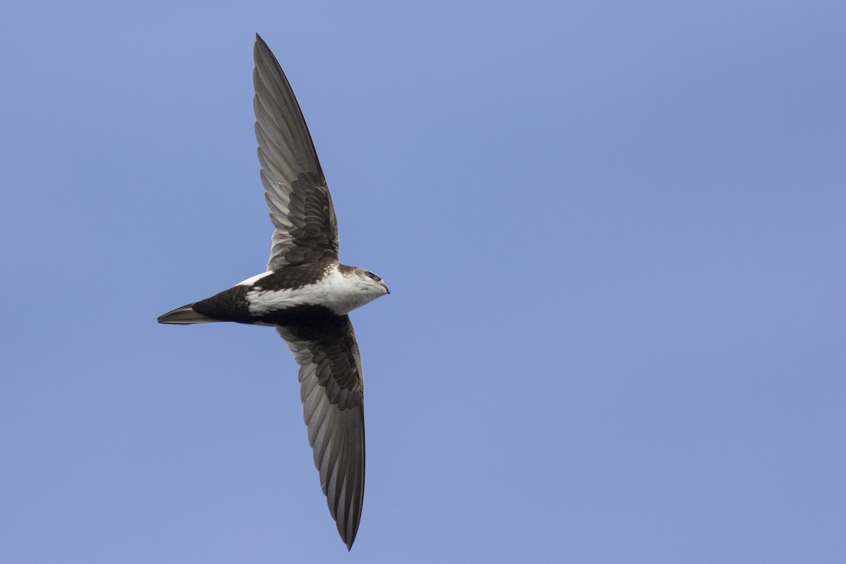 White-throated Swift - Jonathan Eckerson