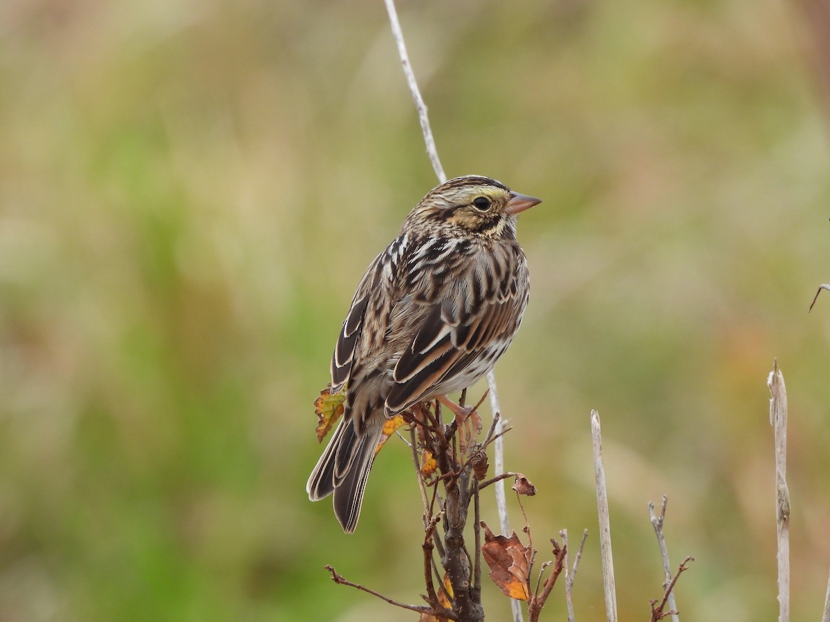 Savannah Sparrow - ML295477701