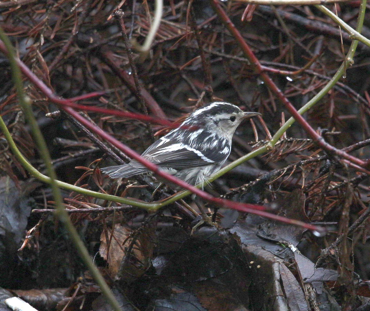 Black-and-white Warbler - Charles Fitzpatrick