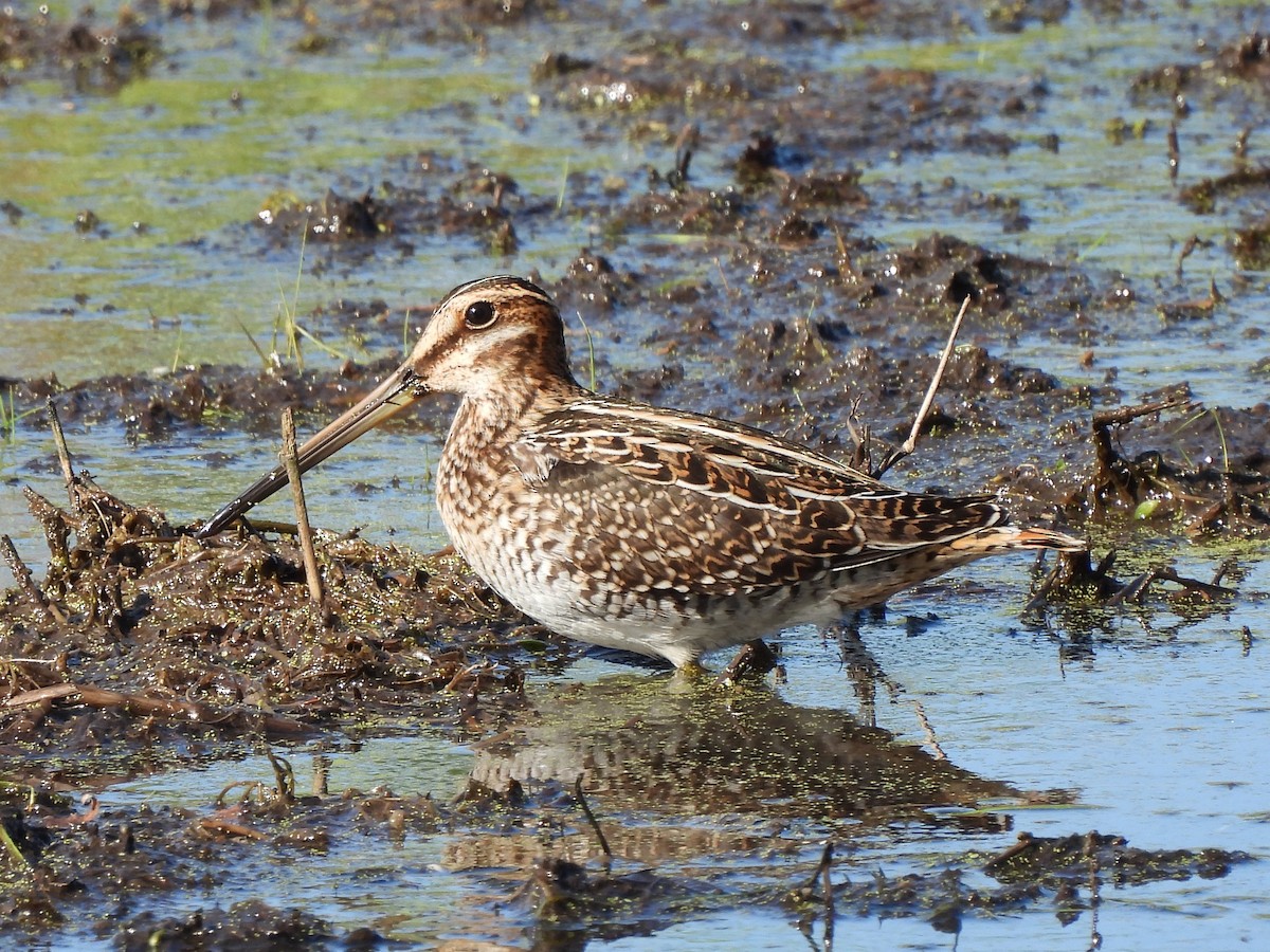Wilson's Snipe - ML295479541