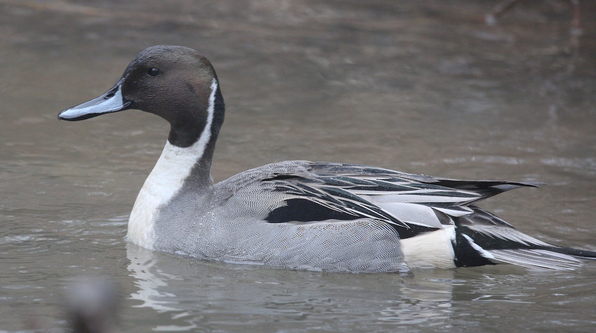 Northern Pintail - ML295479711