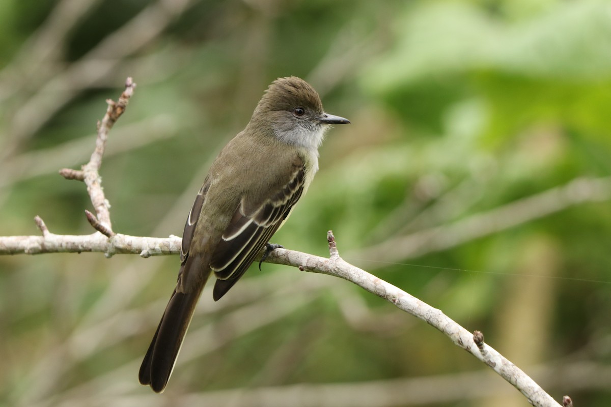 Pale-edged Flycatcher - Mario Alexander Cardona Giraldo