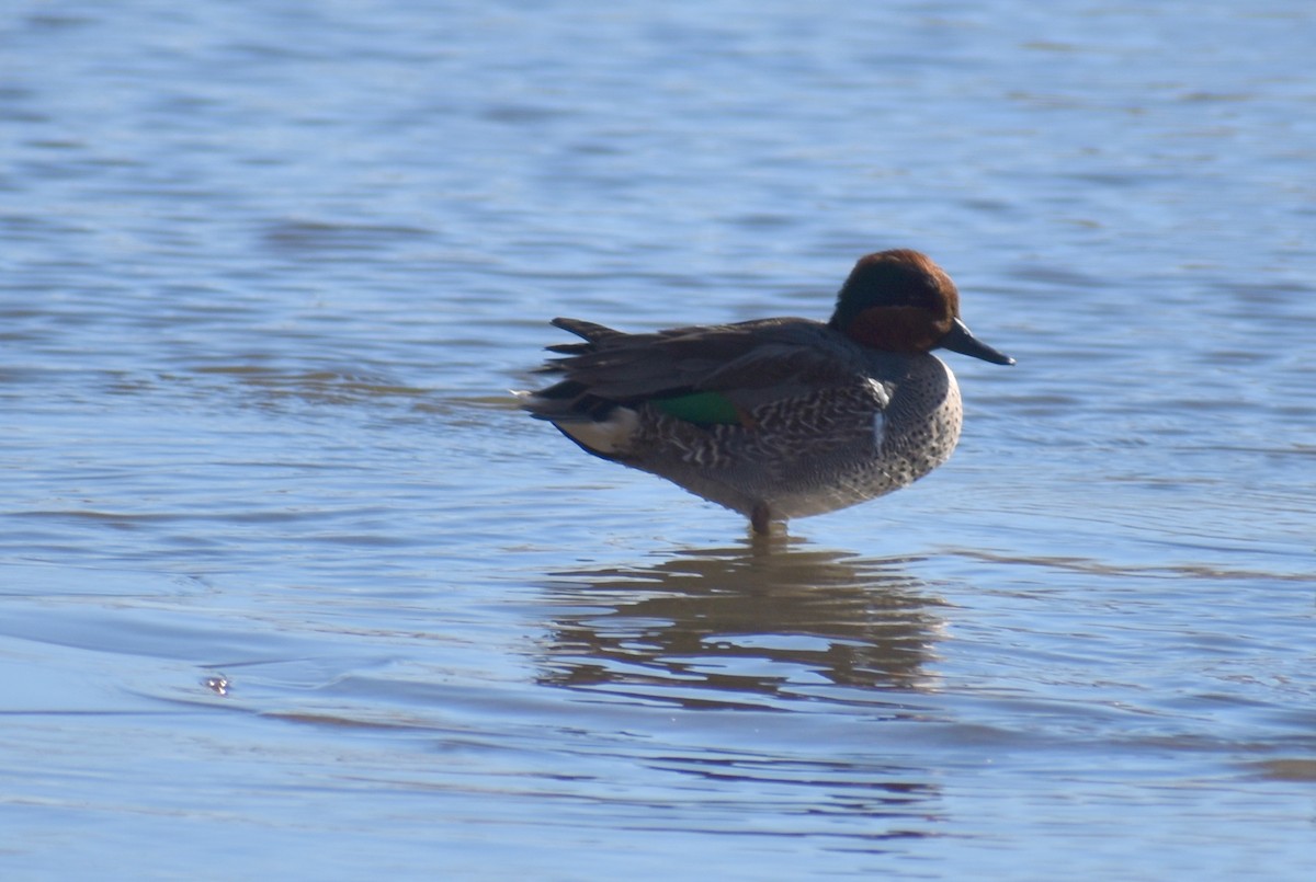 Green-winged Teal - ML295481421