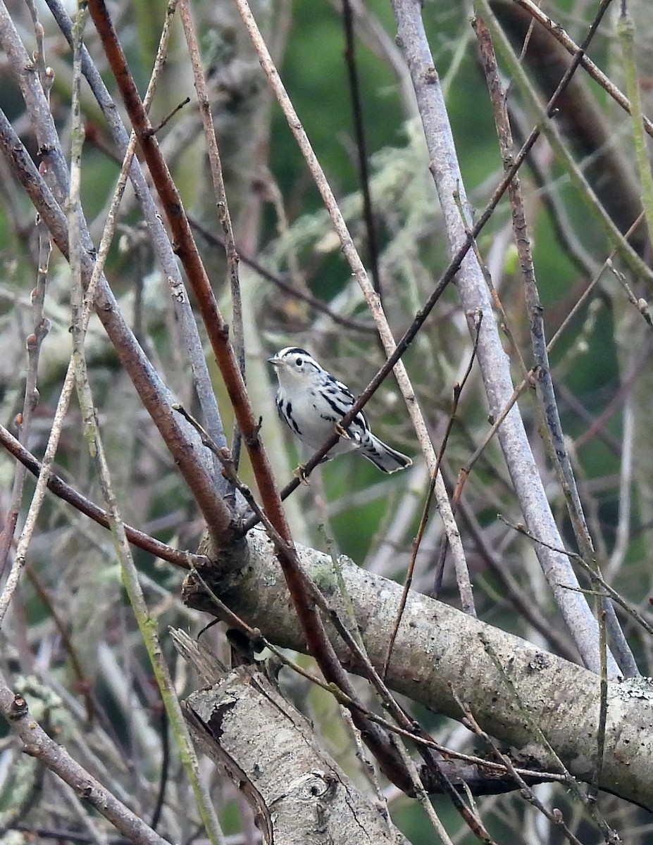 Black-and-white Warbler - ML295482661