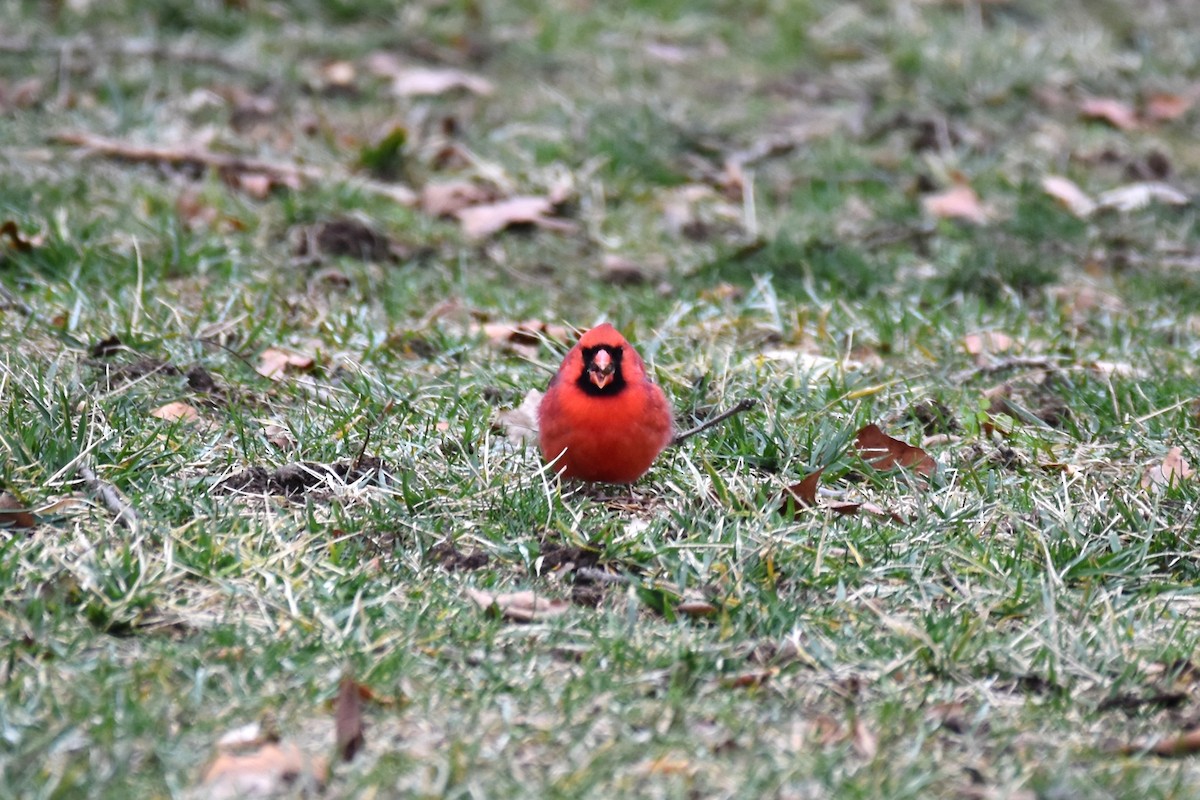 Northern Cardinal - ML295482751