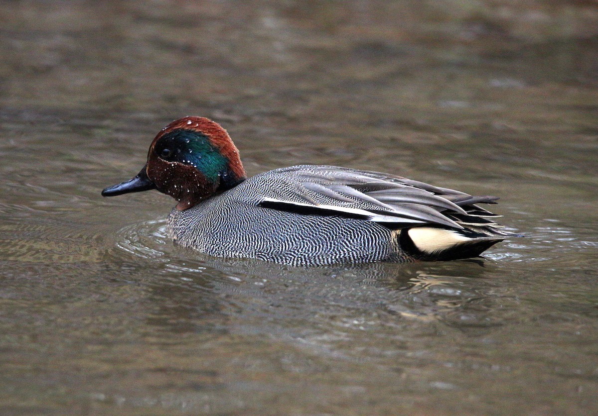 Green-winged Teal (Eurasian) - Charles Fitzpatrick