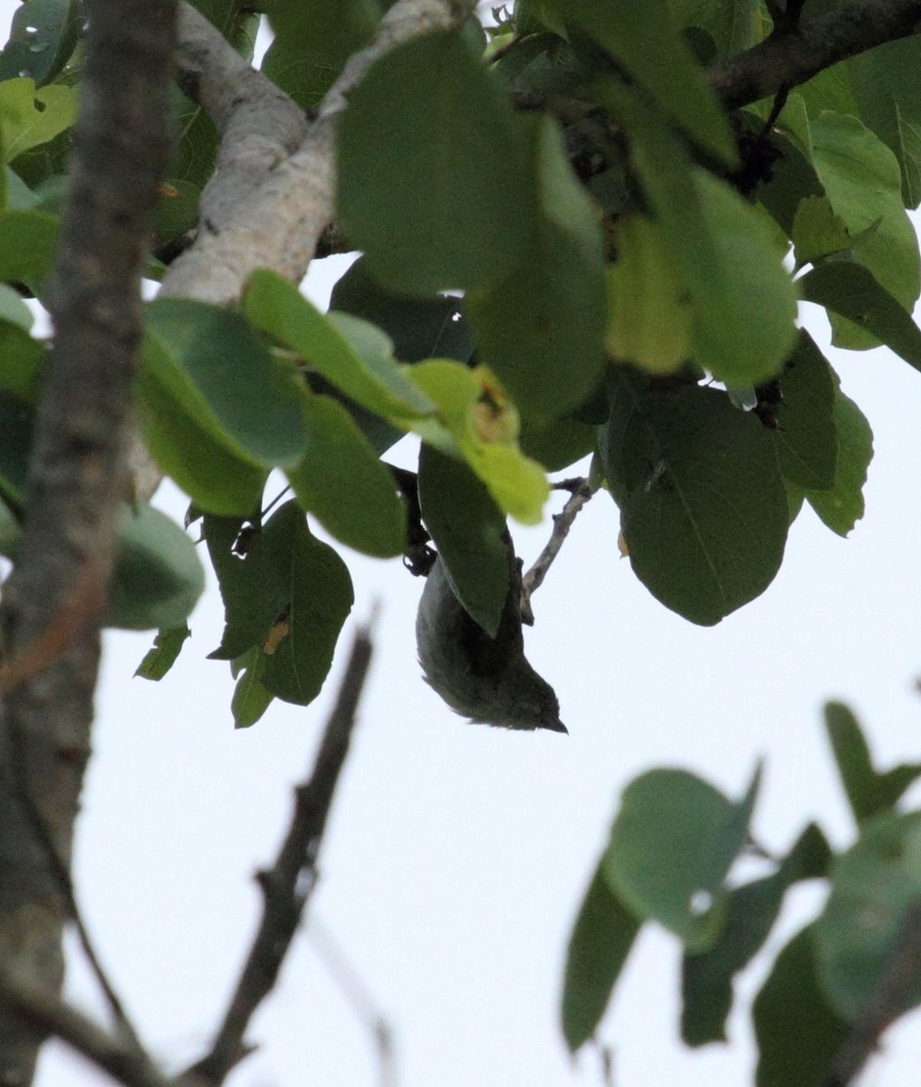 Thick-billed Flowerpecker - ML29548361