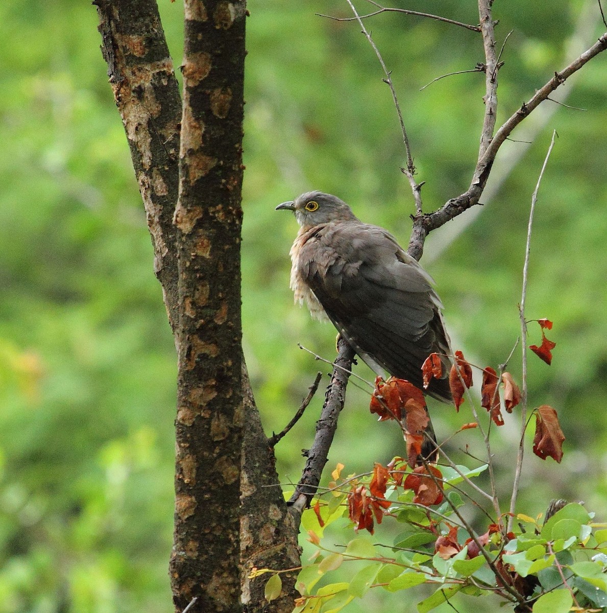 Common Hawk-Cuckoo - ML29548401