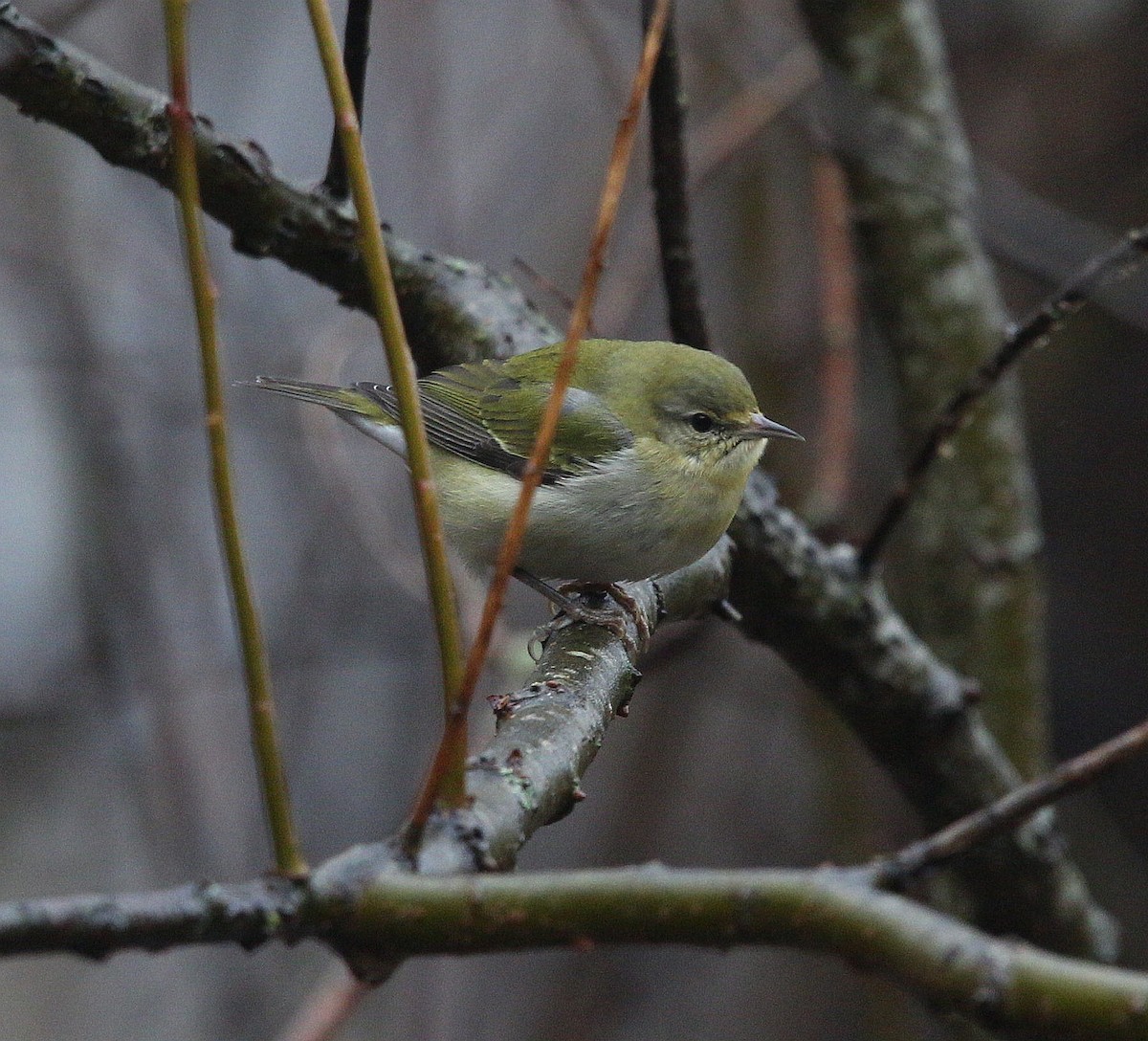 Tennessee Warbler - ML295484591