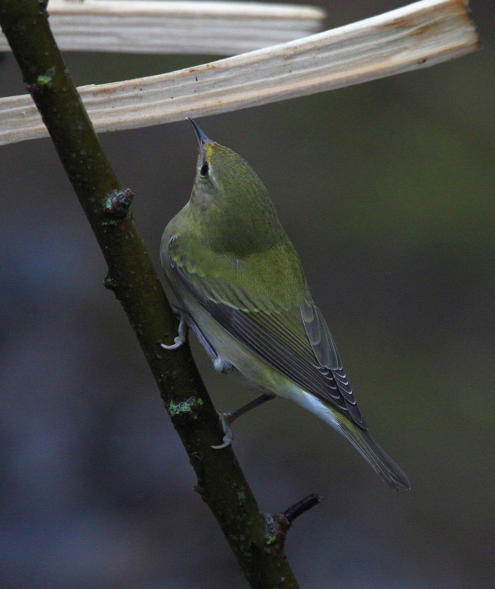 Tennessee Warbler - ML295485291