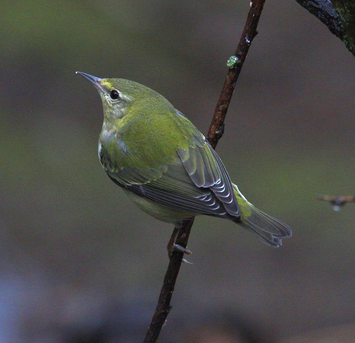 Tennessee Warbler - ML295486341