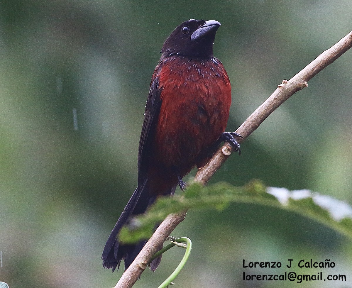 Crimson-backed Tanager - ML295487011