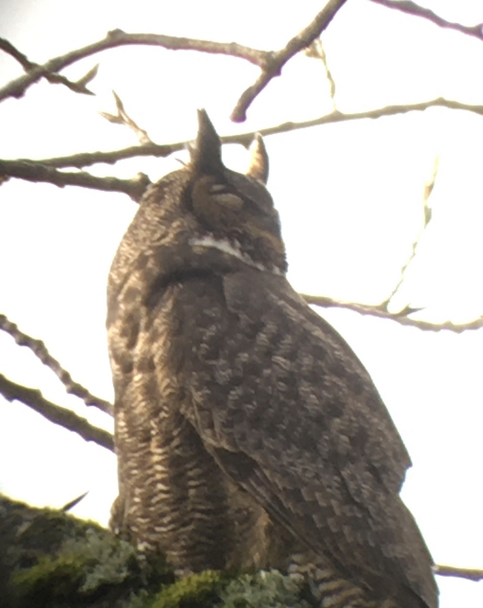 Great Horned Owl - ML295487571