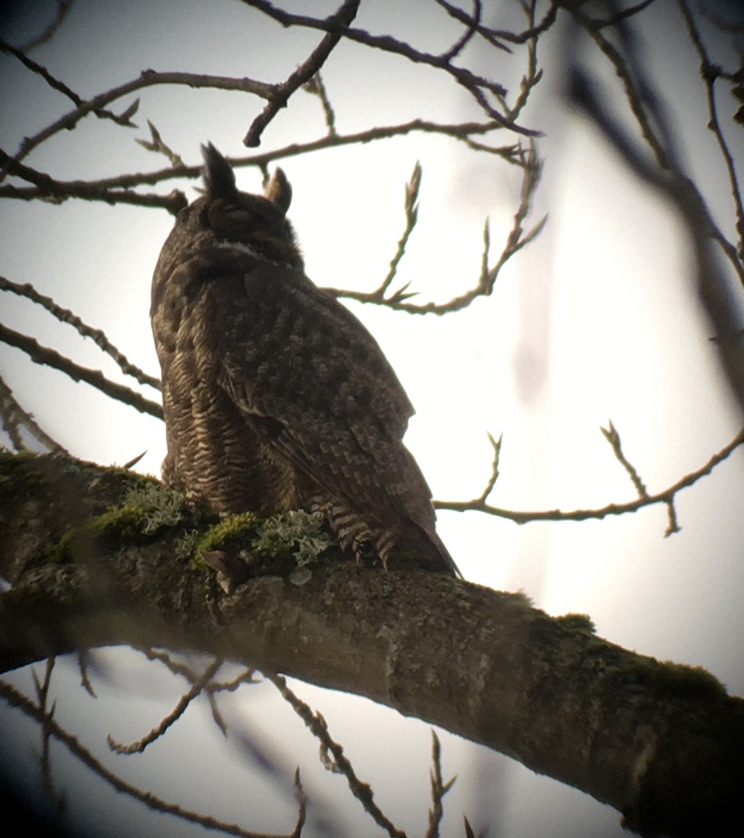 Great Horned Owl - ML295487581
