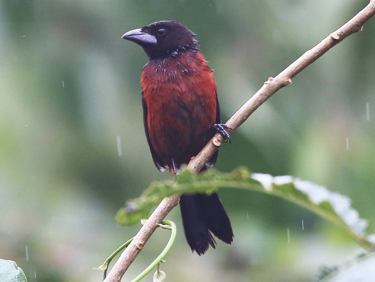 Crimson-backed Tanager - ML295487691