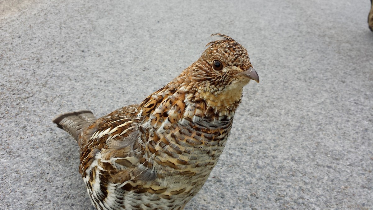 Ruffed Grouse - Jay McGowan