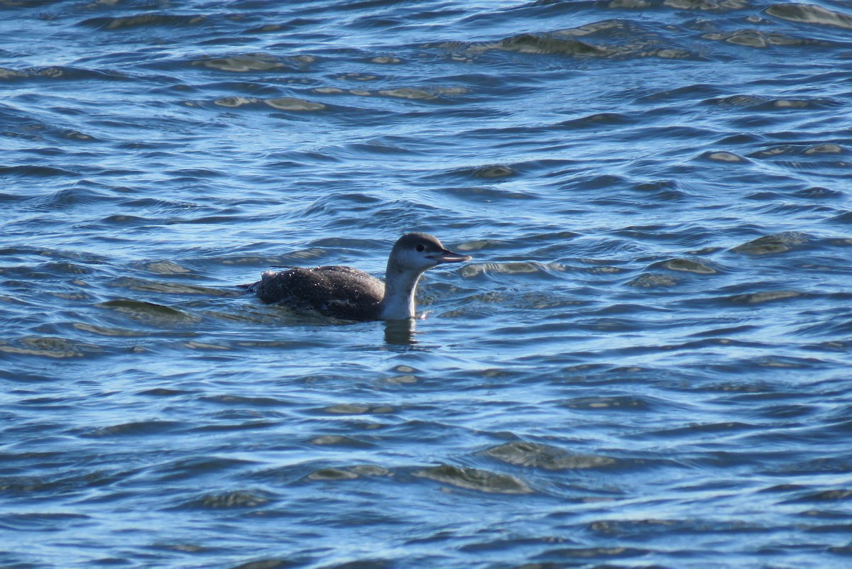 Red-throated Loon - Catherine Boisseau