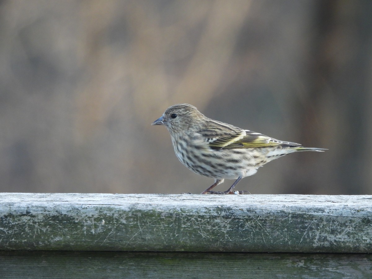 Pine Siskin - ML295489311