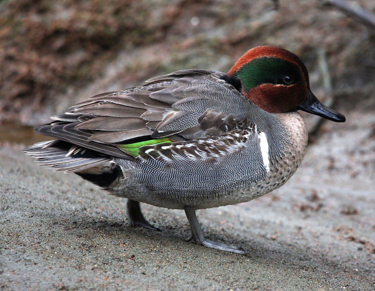 Green-winged Teal (American) - ML295489421